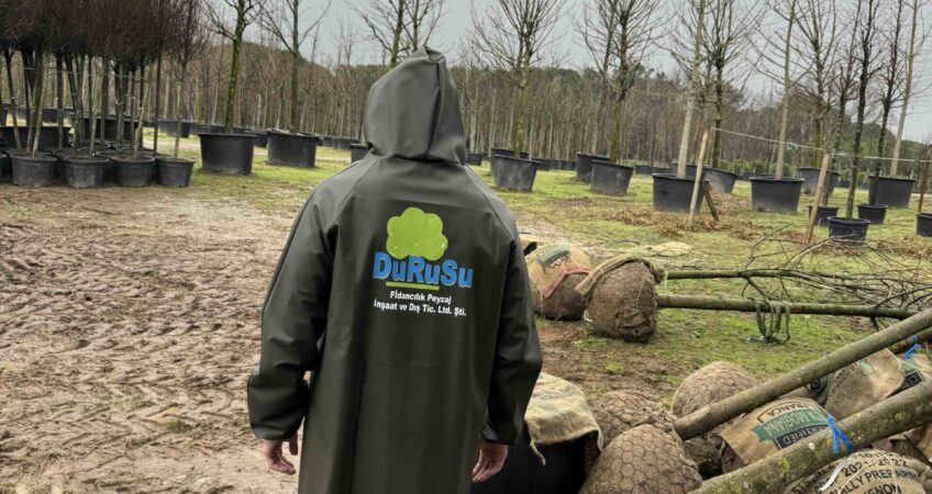 Proje Bazlı Ağaç ve Bitki Tedariğinde Nelere Dikkat Edilmelidir?  